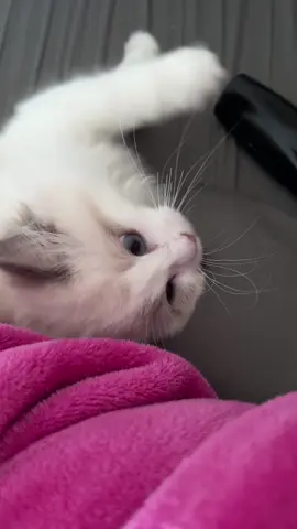 Quinton goes from crazy cat to cuddly cat so quickly 