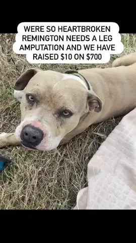 Remington is such a sweet boy! Please continue to pray as he has the leg amputated tomorrow and will get neutered too! DONATION LINK IN BIO🙏 #fyp #foryou #shotdog #healingheartrehab 