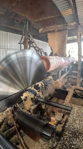 Nothing beats sawing big 24-foot Southern Yellow Pine logs with old-school power 💪 Watch this 66” solid-tooth circular saw rip through timber like butter — powered by a 300 HP electric motor, paired with a CoX Bros carriage and a smooth-running pop-up saw in action. Real horsepower. Real craftsmanship. #Sawmill #Woodworking #SouthernYellowPine #BigTimber #OldSchoolPower