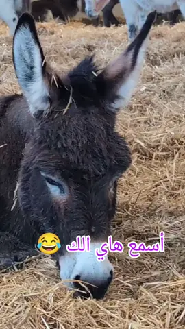 #منشن #البيست_فريند #😂😂😂 
