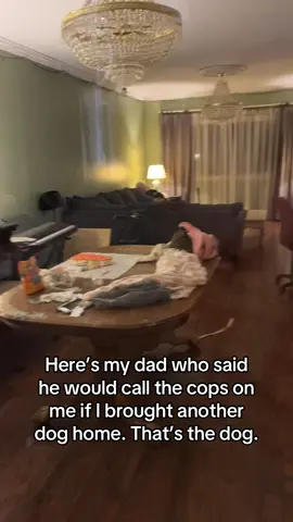 Yep that’s the dog he “didn’t want”. 😂 She’s his now. #fyp #dogsoftiktok #dadsoftiktok #fypシ゚viral #fypシ 