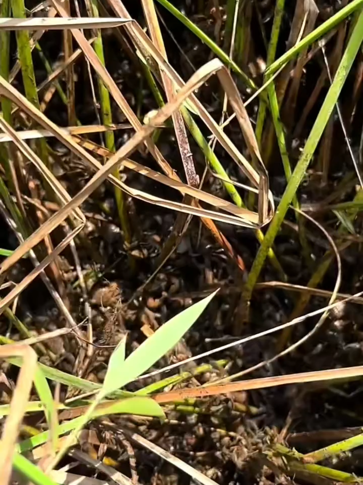 มันจะเยอะ อะไรปานนั้น