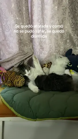 Aviéntenle una piedrita en el zapato que anda bieeeen a gusto