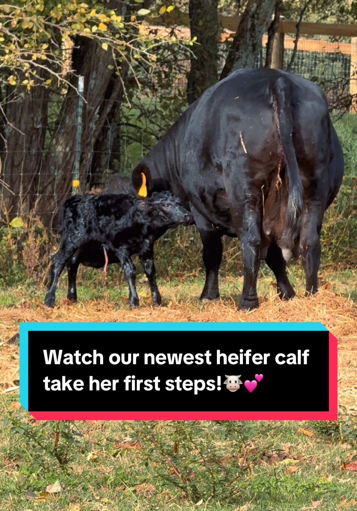 Watch our newest heifer calf take her first steps!🐮💕 #calvingseason #calving #newborncalf 