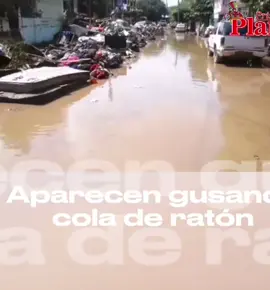 🔺 #PozaRica || ⚠️🟠🪱 Vecinos de la colonia Palma Sola alertan sobre la aparición de los llamados gusanos cola de rata (larvas de la mosca sírfida Eristalis tenax) en zonas afectadas por las recientes inundaciones. ⚠️ Este fenómeno no es solo alarmante por su aspecto, sino que indica alta contaminación del agua estancada y lodo con desechos orgánicos y materia fecal. Estas larvas sobreviven únicamente en ambientes con muy poco oxígeno y mucha suciedad, lo que evidencia la urgencia de actuar para prevenir brotes de enfermedades. 👷‍♂️ Para quienes aún están en contacto con lodo y residuos de inundación, se recomienda: Lavarse las manos inmediatamente con agua y jabón, incluso usando guantes. 🧼 Lavar y desinfectar cualquier herida expuesta. 🩹 No consumir agua que no esté potabilizada (hervida o clorada) ni alimentos contaminados. 💧🥫 Desechar cualquier alimento que haya estado en contacto con el agua o lodo. ❌ La prevención y la higiene son clave para proteger la salud de las familias. 🏘️💪#LIVEIncentiveProgram #LIVEWithLessFollowers #PaidPartnership 