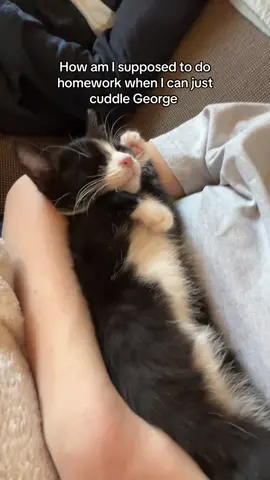 He’s so perfect #cat #fyp #homework