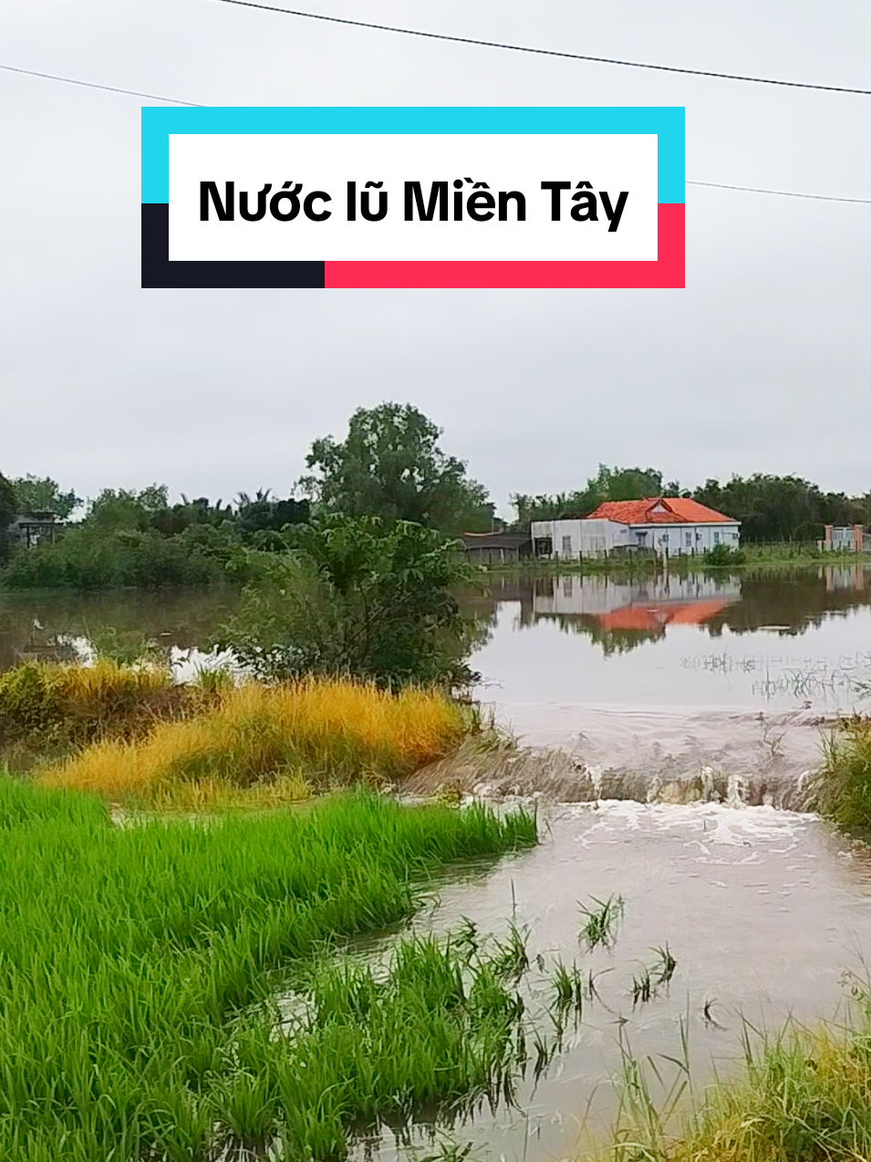 Nước lũ dâng cao ở Thủ Thừa - Long An Nước tràn bờ đê - Ngập ruộng lúa   vụ Thu Đông #longan #nuocngap #xuhuong #mientay 