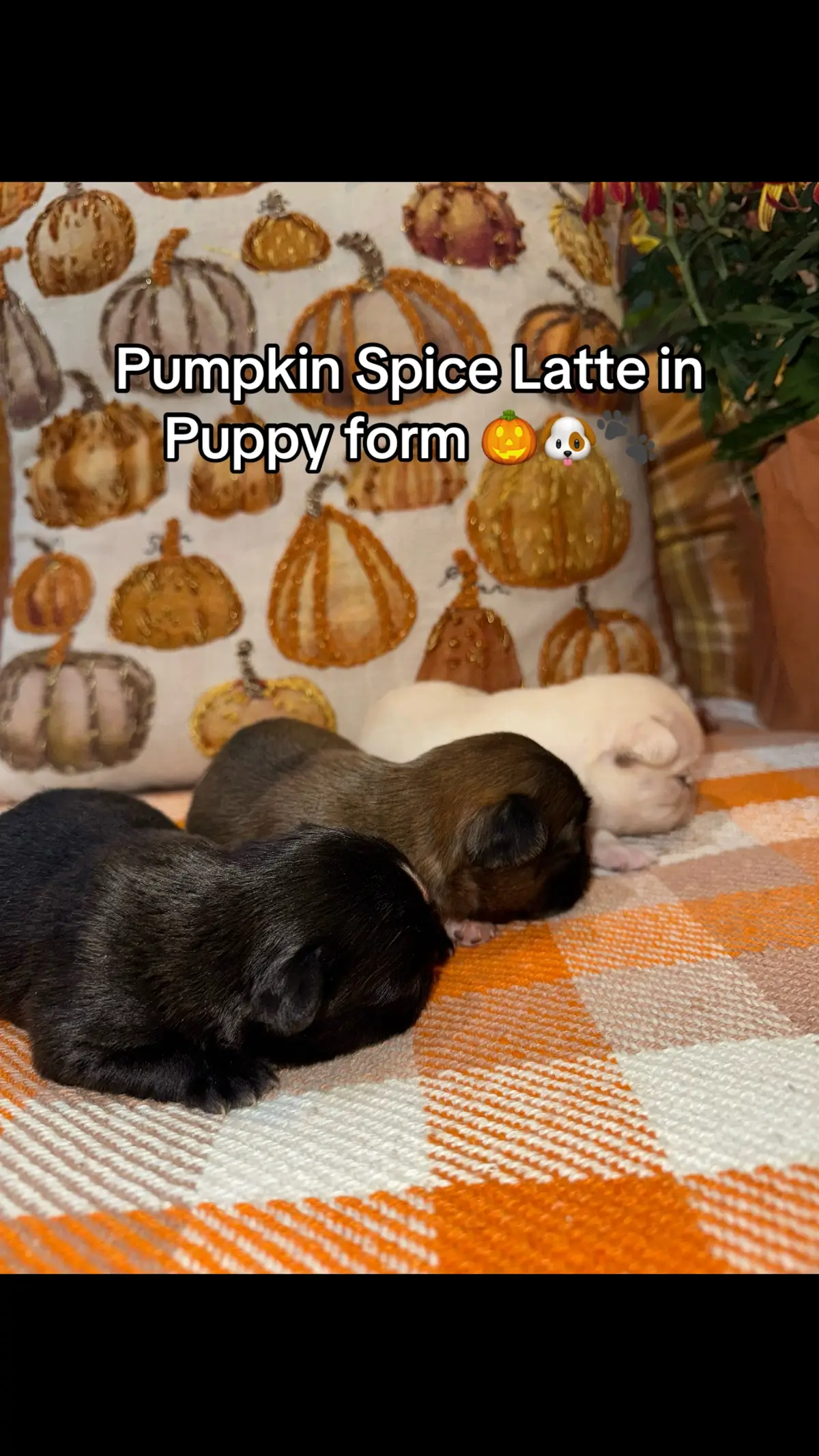 My baby had babies and they are in need of forever homes 🥰 in PHX 📍ABQ 📍 & LA 📍##puppy##rehome##fluffy##frenchie##fluffyfrenchie