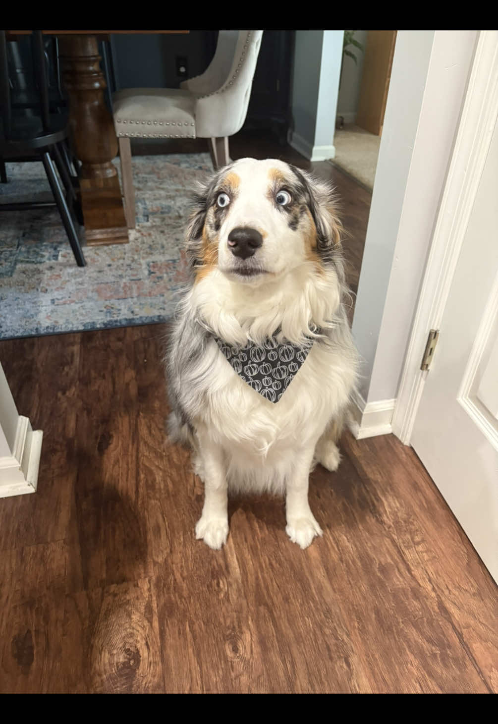 I love ptv and lps and my dog and my stepdad and Taco Bell