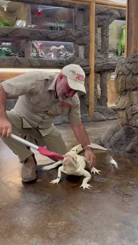 He would not let go 😅 This is an American alligator but he’s one of a kind 🙌 he’s an albino pied alligator that we got from @gatoramafun a while back and we couldn’t be happier to have him and his sister here at the zoo 🙌 Imagine seeing one of these guys in the nature 👀 He definitely would be standing out; I mean they are absolutely stunning 🤩 He’s still a little camera shy but is slowly getting more comfortable in his new home 😃 He’s got a wild and goofy personality so he fits in perfectly at the zoo 🎉 