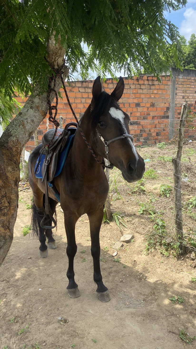 #mangalargamarchador #marchapicada #criadordeconteudo #viral 