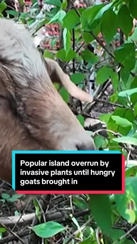 Invasive plants overran Maclellan Island, Tennessee, and no matter how many times they tried cutting them down, they would grow right back – until the fire chief recommended bringing in some goats. #goats #animals #camping #animalsofttiktok #Tennessee 