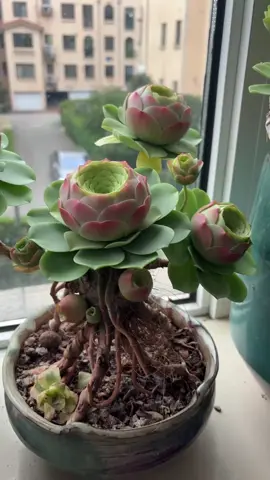 Sen đá hoa hồng#TikTokAwardsVN #vuonsenda #senda 