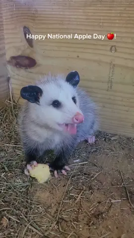 Help us give a warm welcome to our newest animal ambassadors,  Bobbie Jo and Daisy Mae 😍 🍎 . #opossumsoftiktok #nationalappleday #opossum #heritagefarmwv #animalrescue 