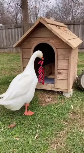 When a Duck Decides to Go Explosive on a Dog #Duck #ducksoftiktok #Dog #dogsoftiktok #Funny 