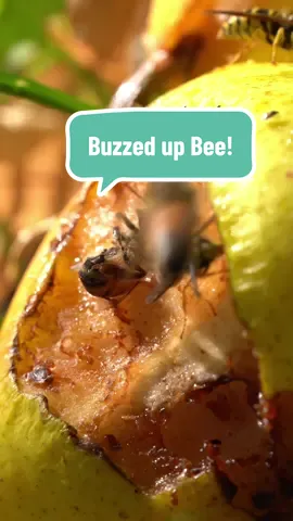 Replying to @MaggiRose Buzzed up Bee #bees #beekeeping #beekeeper #wasp #fyp 