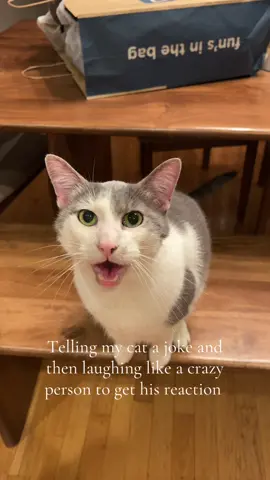 He’s so used to my bs he was barely fazed #catsoftiktok #cats #cat #trend #tellingmycatajoke 