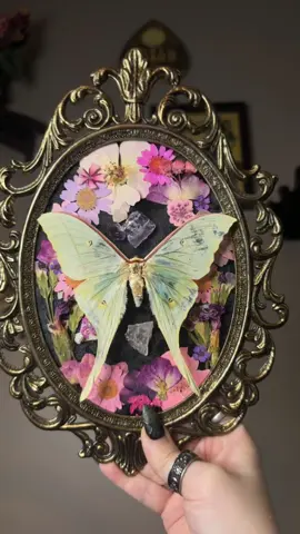 My first commission featuring a Luna moth, amethyst and rose quartz surrounded by pink and purple florals and geode clusters in a vintage Italian frame, filmed without glass to reduce glare. 🩷💜✨ #odditiesandcuriosities #taxidermyart #vultureculture #kpopdemonhunters #fyp 