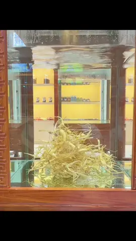 Nghìn năm #ginseng  nhân sâm tửu #tratuuquan 