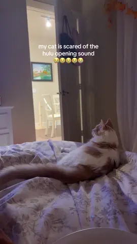i haven’t been able to stop laughing since slowly figuring this out about him 😭 #catsoftiktok#cattok#funnycat 