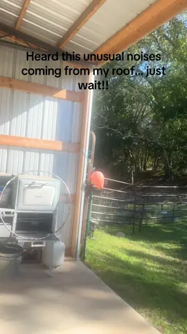 Well that’s unexpected #goat #goats #scary 