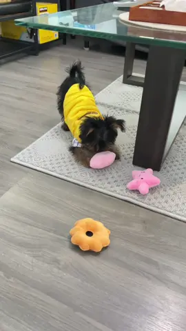 He’s all set for the cold weather.#OOTD #newvest #yorkie #yorkiesoftiktok #yorkielover 