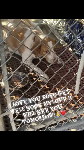 Please pray for my boy koko !#dogsoftiktok #fyp 