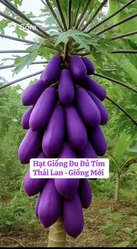 Hạt Giống Đu Đủ Tím Thái Lan giống mới#dudu #xuhuong #hatgiong #viral #lamvuon 
