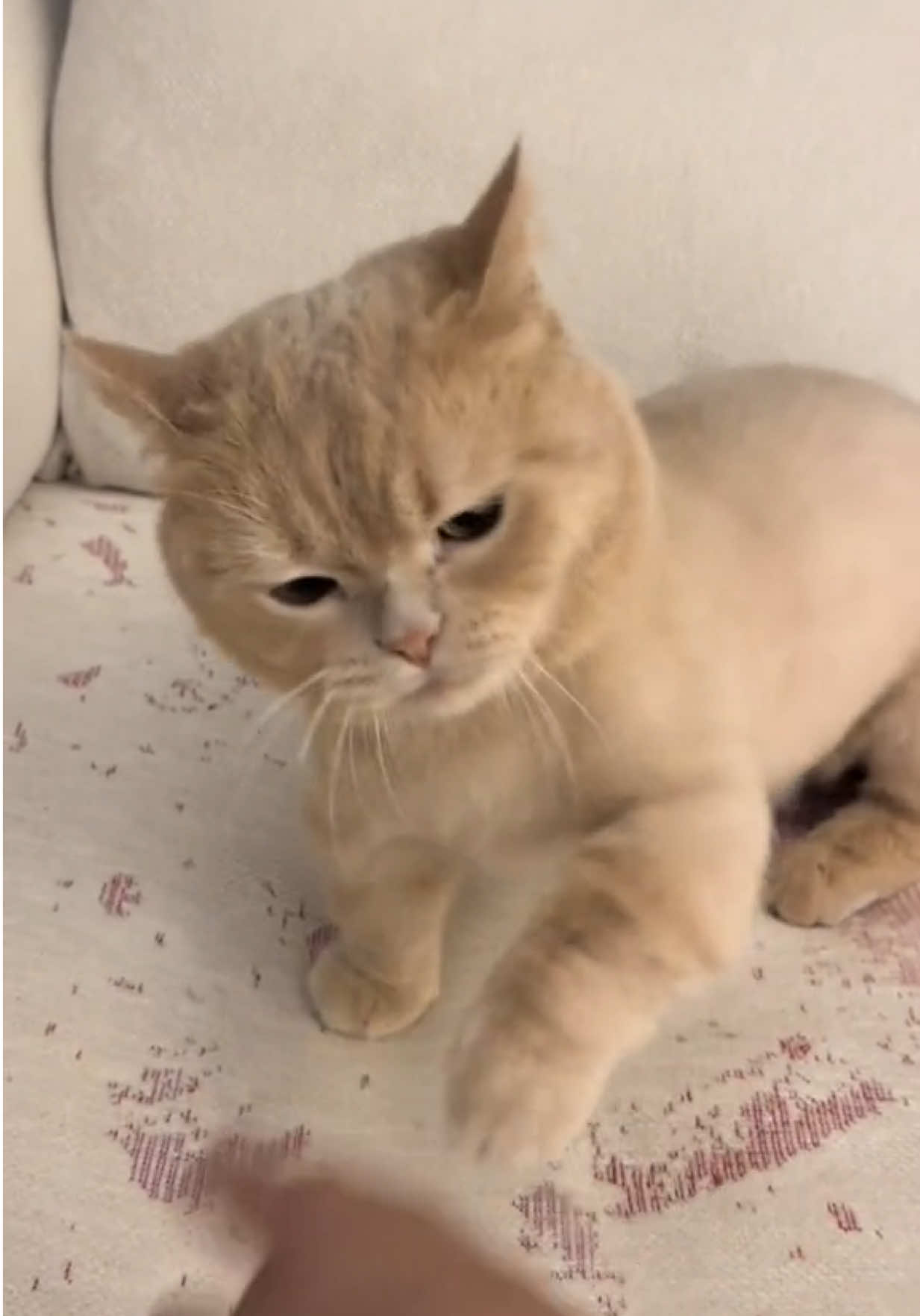 #meohungdu #meo 