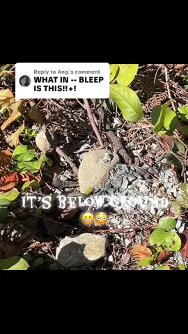 Replying to @Ang. On my walk I came across this one today 😳it’s underground and those are some of the worst😬!! Usually people don’t see it until they are standing on top of it! I believe these were regular 🐝! #underground #bee #fyp #foryoupage #ouch