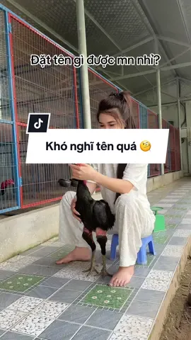 Gà của a zai @Tiêu Phong gửi tặng 🥰🥰🥰 Mọi người nghĩ 1 cái tên giúp em và theo dõi xem e nó đi được tới đâu nhé 😉 