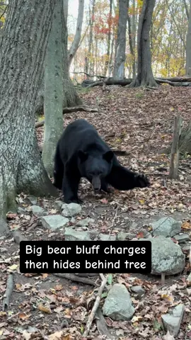 This big bear has been spooked after a full 6 days of a bear trophy hunt. He bluff charges several times then hides behind a tree. Remember, a bluff charge is just that, a bluff! #bear #wildlife #animals #fyp #nature 