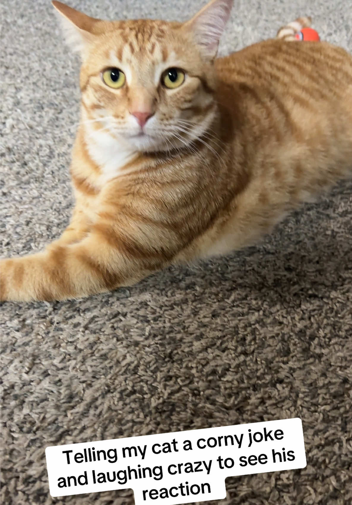 😂😂 i be getting on Sprinkles nerves #cats #funny 