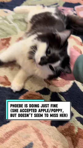 Phoebe & crew report! 💛 #catsoftiktok #cerebellarhypoplasia #chcat #wobblycat #keepshining