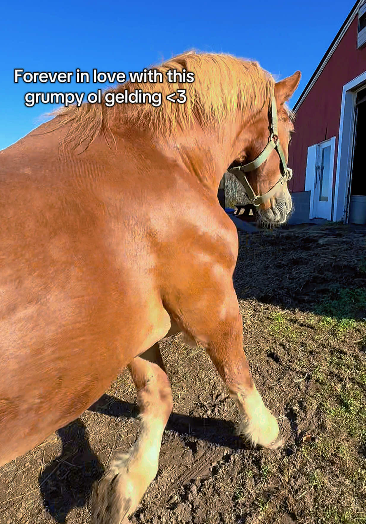 Ricky Bobby the Belgian ❤️ #horsesoftiktok #horsetok #belgiandrafthorse #horses #equestriansoftiktok 