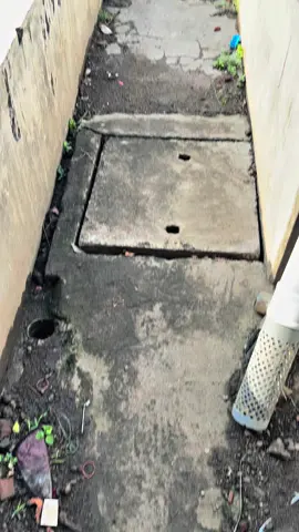 Udah banyak aja nih anakan super Gold #dhiyulfishfram #breedermollyfish #peternakmuda #tulungagung #mollygold 