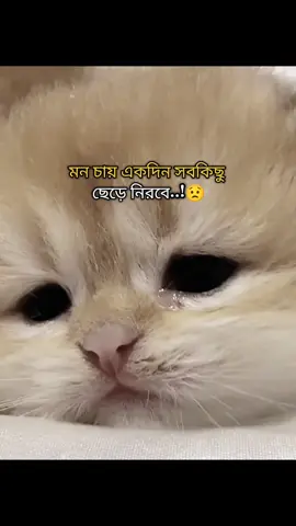 মন চায় একদিন সবকিছু ছেড়ে নিরবে কোথাও হারিয়ে যাই ? কেউ খুঁজবেও না,আমিও ফিরে আসবো না #Islamic #Videos 