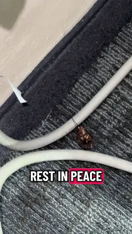 Did not live, laugh, love this room at @Best Western® Hotels & Resorts 🤣 #hotel #foryoupage #funny #viral #fyp 