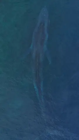 Hiu Paus Biru Muncul Di Botubarani /  Lokasi Hiu Paus 🐳🐳🐳 Gorontalo