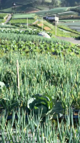 Jadi main kemagelang gak nih?? Paket trip explor kaliangrik  ada di bio ya kak🙏 #soundviral #firaltiktok🔥🔥🔥✌️ #treveling #hiling #fyppppppppppppppppppppppp 