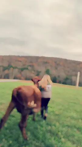 Evening walks with my girl!!!❤️❤️😍#dairycows #dairyfarmer #dairyshowcattle #fyp #farming 