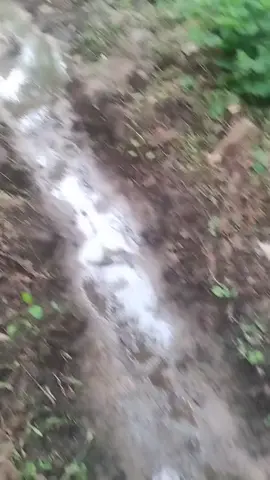 bruja convertida en lechuza niega cuando se le pregunta que si es una bruja, responde que no!! 2 veces 