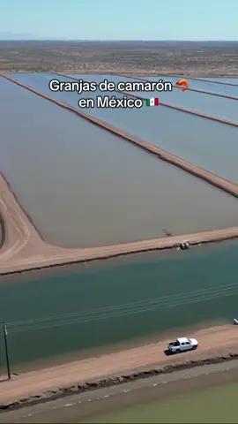 Granjas de camarón 🦐 en México 🇲🇽 #Camaron #acuicultura #acuacultura #sinaloa #sonora 