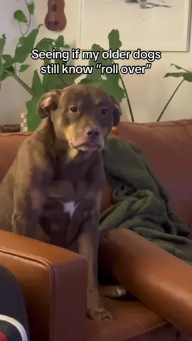 Expecting a call from the Australian National Breakdancing Team #dogsoftiktok 