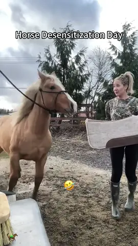 Horse used to go to war? Hard to believe 🐎🌂😂#horses  #funny  #animals #fyp #horsesoftiktok  