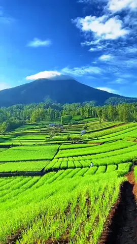 punya tanaman bawang merah averra bisa jadi solusi kekuatan tanaman sejak awal #petanienrekang 