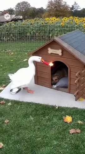 Eine Gans ärgert einen Hund 🤣 #tiere #hund #crazydog #dogtok #fyp 