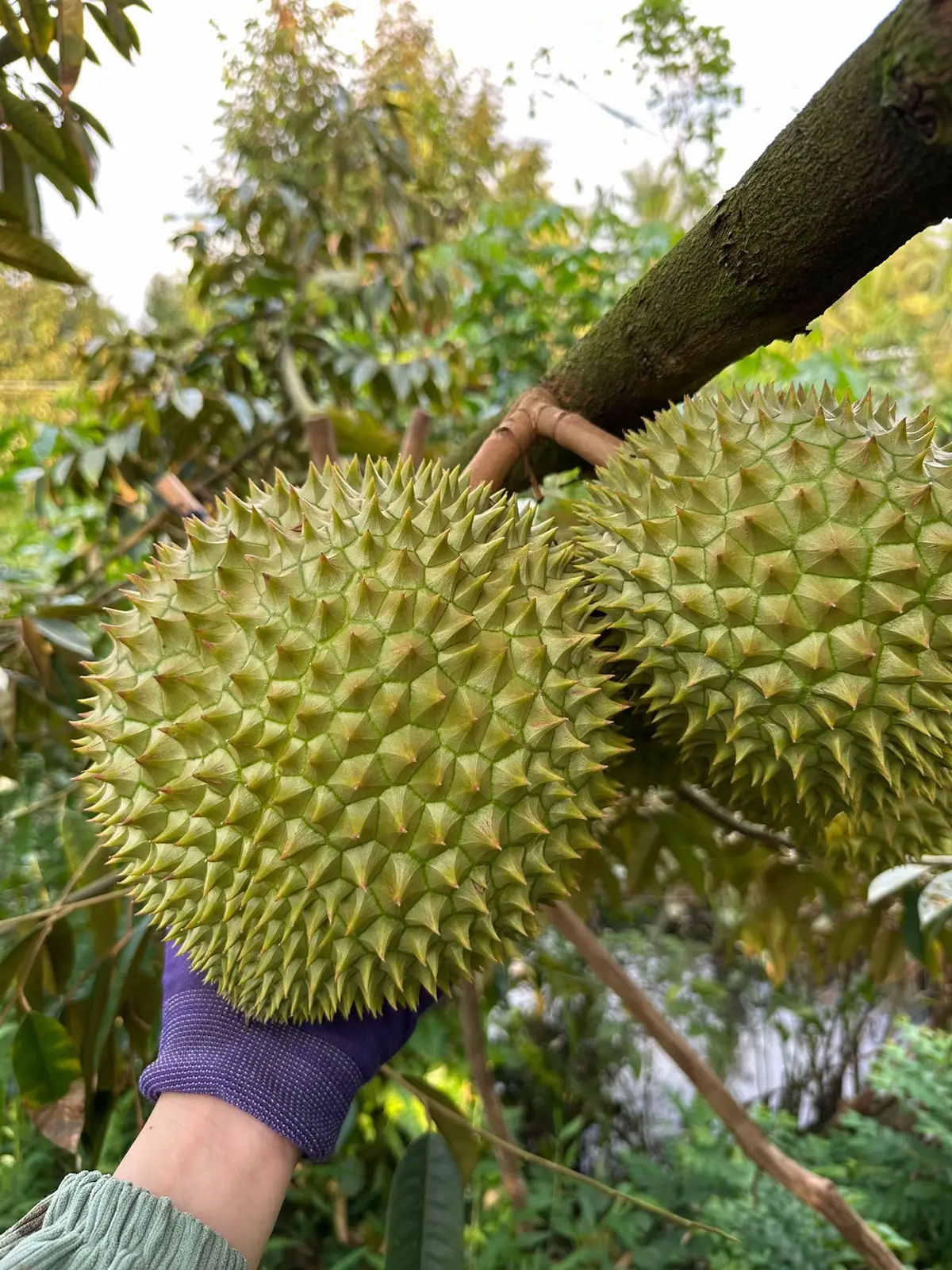 Chuẩn pi gã mấy ẻm#xhuongtiktok #sâurieng #saurieng63tiengiang #viraltiktok #co2tiengiang 