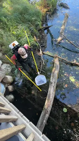 We do be collecting fishes