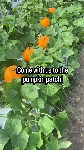 We had the best time at the pumpkin patch 🎃☀️ It was hot, but memories were made! Our day was packed with fun: 🚜 Tractor rides 🎃 Pumpkin picking 🍎 Frozen apple cider 🎨 Face painting 🐐 Petting & feeding animals 🍭 Cotton candy 🍩 Apple cider donuts In the comments — what’s your favorite part about going to the pumpkin patch? 🍂
